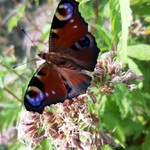 Papilio fluorescent, prostě babočka