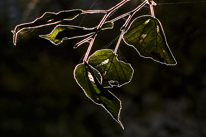z Jeleního příkopu
