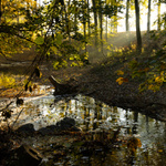 Podzimní lahůdky III