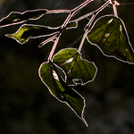 z Jeleního příkopu