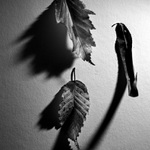 listopad (se blíží)