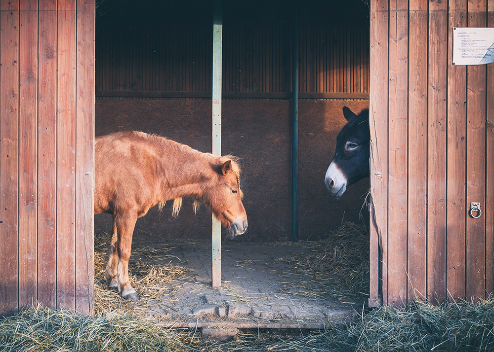 oslík Gučo s kamarádem