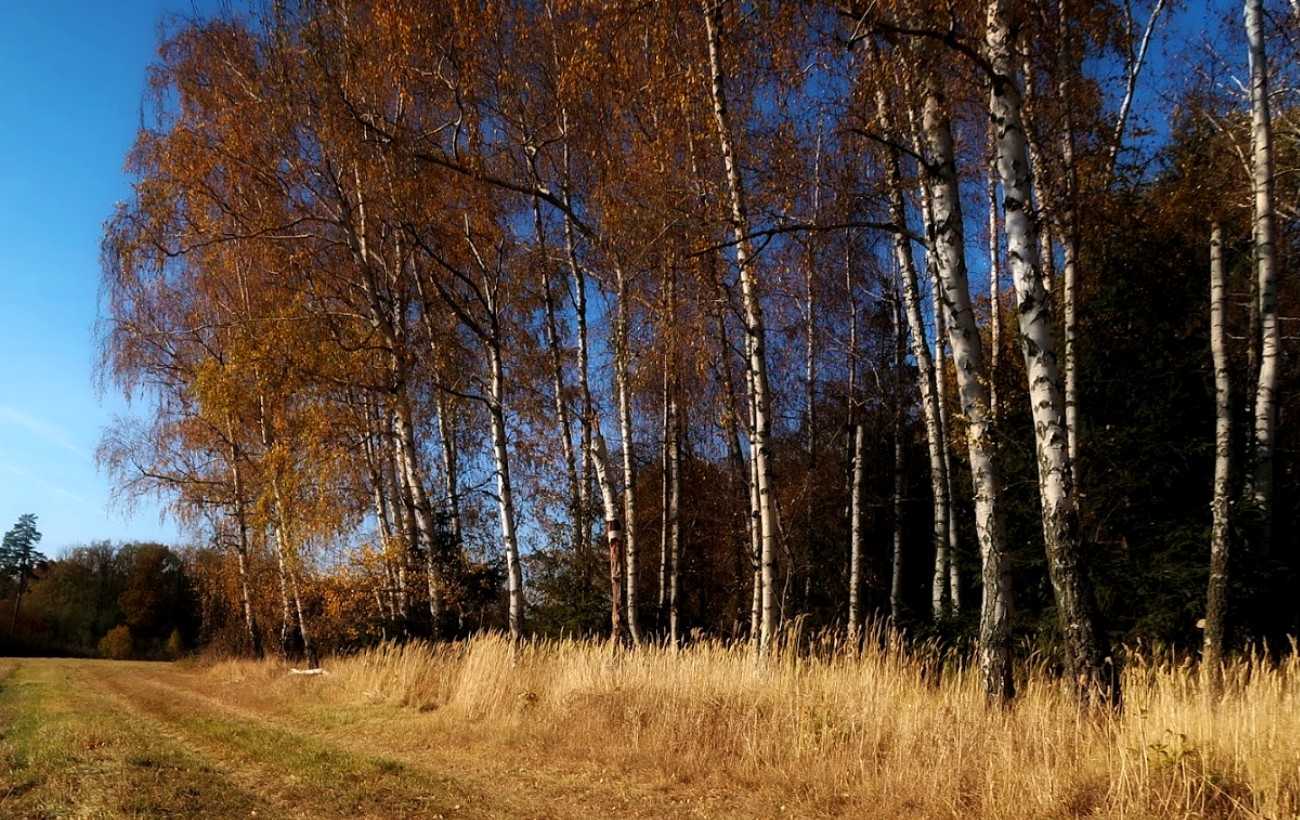 Březová romance