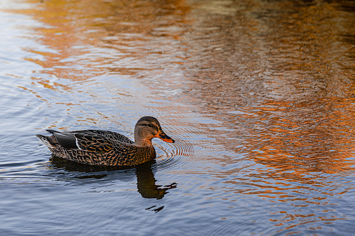 kacka