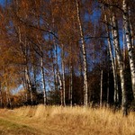 Březová romance