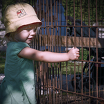 Pustte me k te slepici