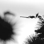 bodlak se dvori bodlakove