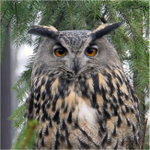 Přísný pohled pana  profesora