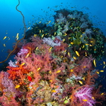 Colours of Red Sea