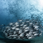 Někde ještě ryby jsou