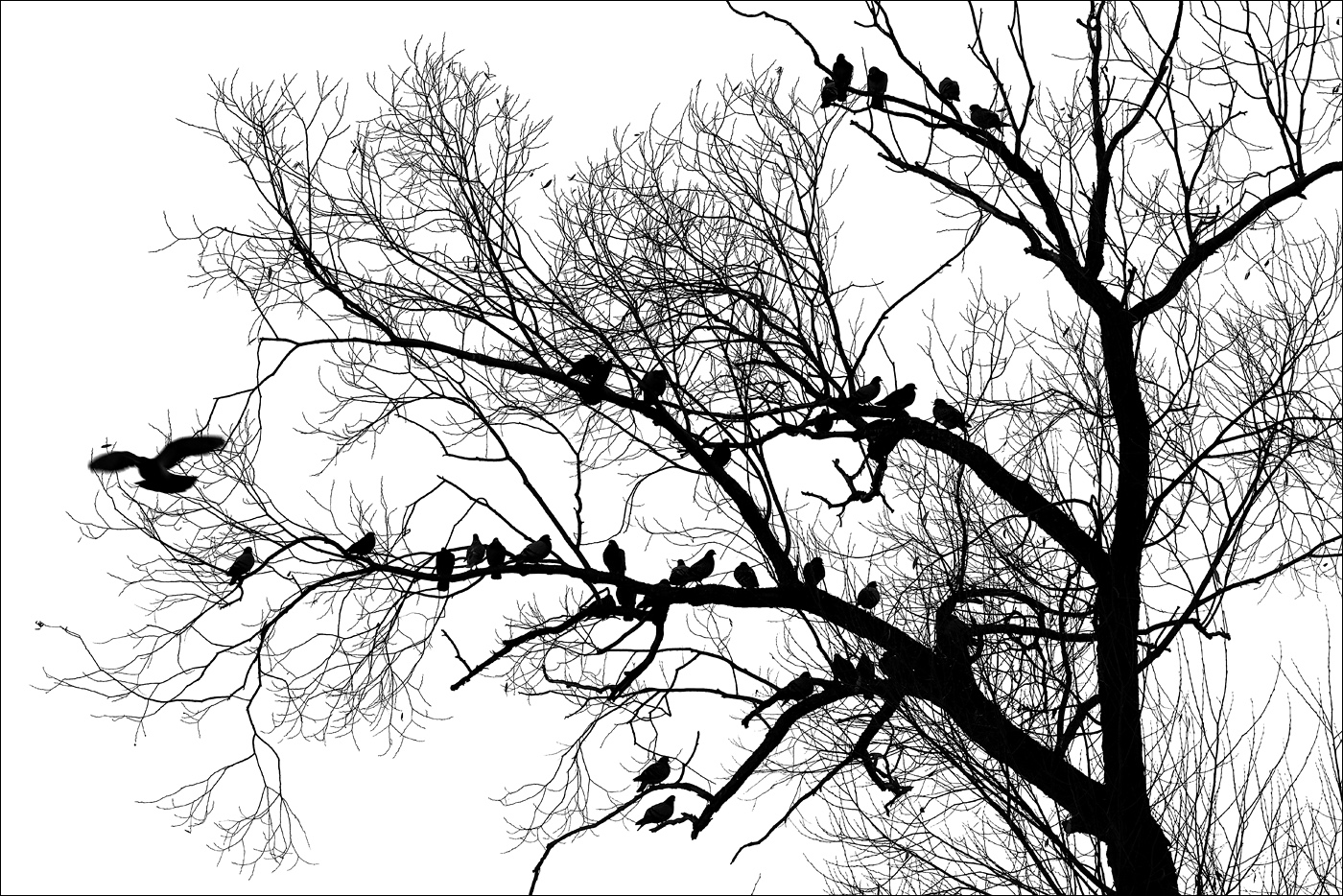 Pozdrav Daphne du Maurier