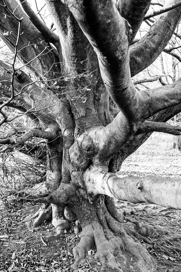 Slune v zajeti stromu