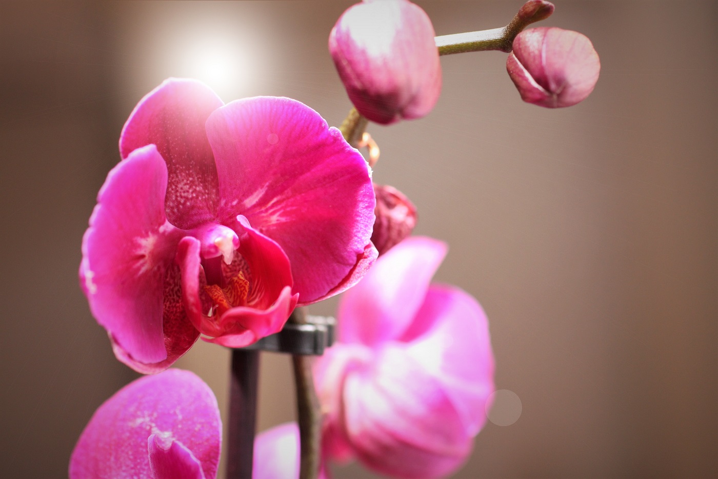 Orchidee