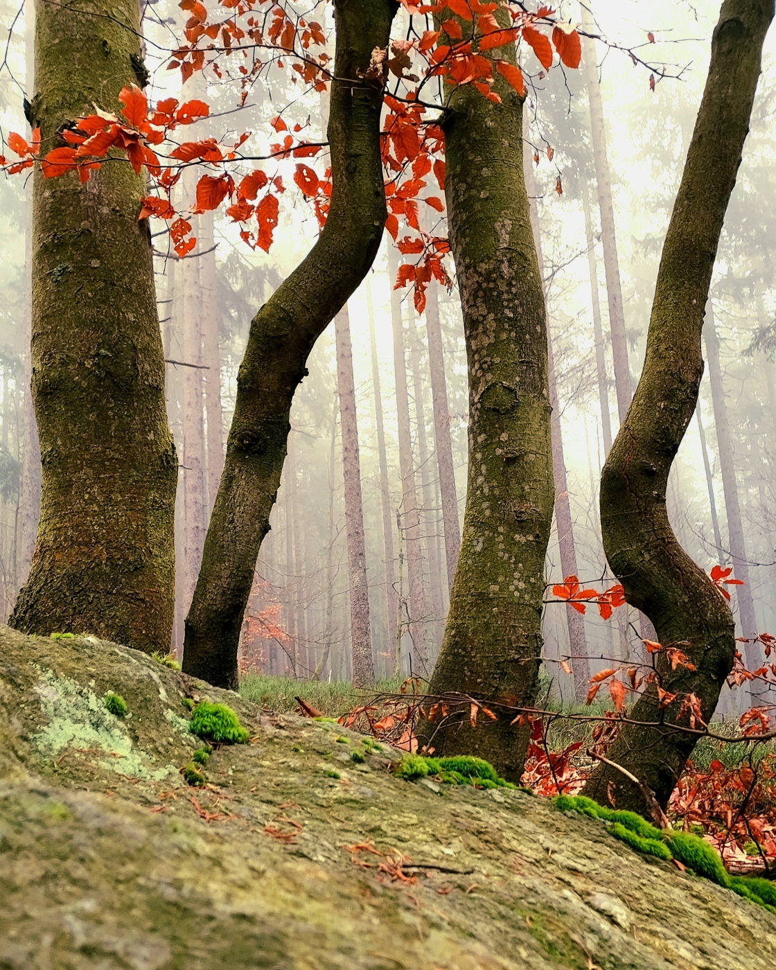 Šumava