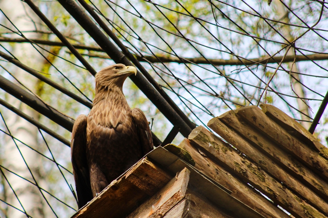 Jihlavská zoo