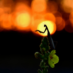 Kudlanka nábožná II.