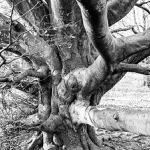 Slune v zajeti stromu