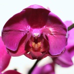 Orchidee