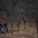 ...magický půvab starých sadů...