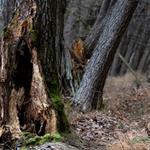 ...tam, kde bydlí dryády...