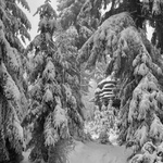 Za mlhou hustou tak, že by se dala krájet…