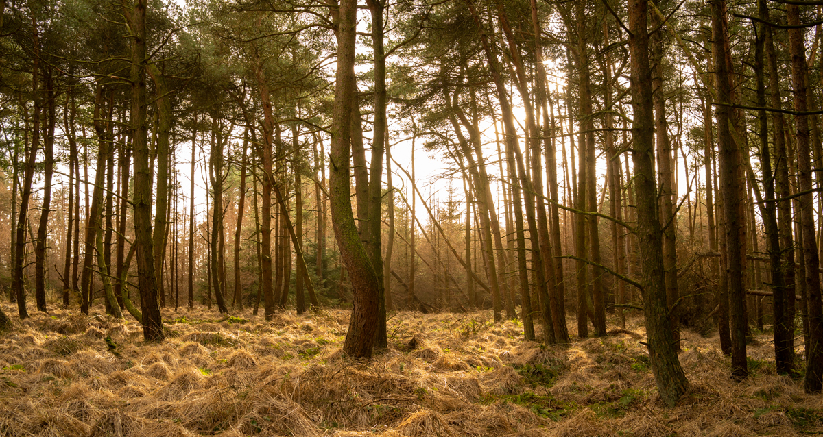 Unorovy les v Severnim Yorkshiru