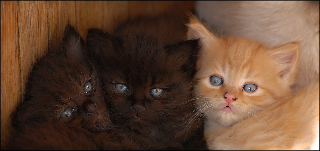 ...pozor vyletí ptáček...