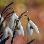 Sněženkománie pokračuje :-)