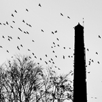 Ptačí rozcvička....