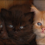 ...pozor vyletí ptáček...