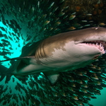 V zelené a studené vodě, jeho úsměv zahřál mě...