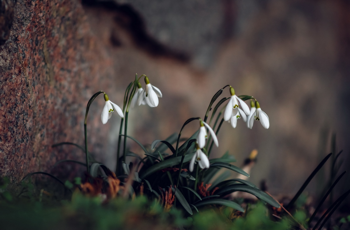 Sněženkománie