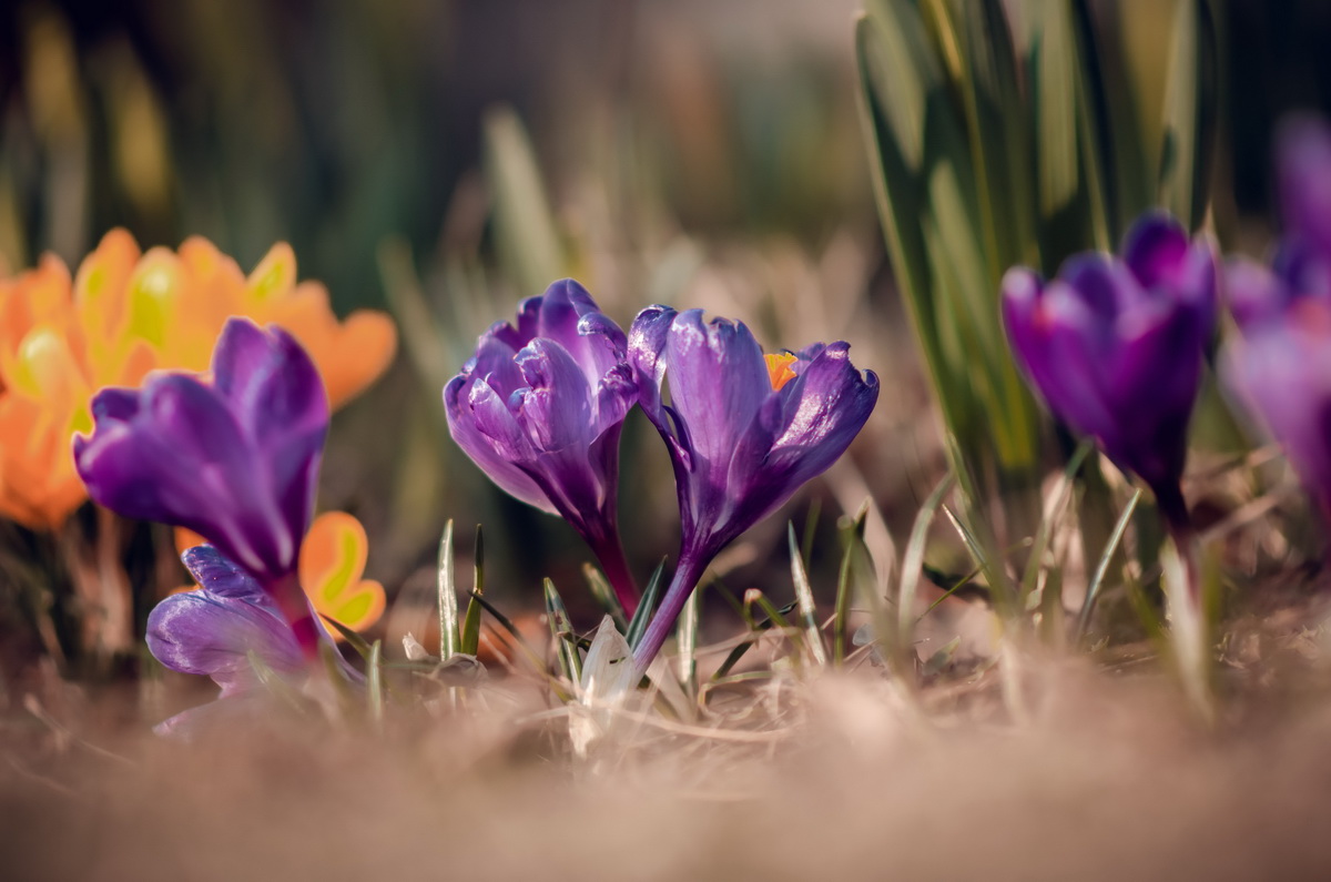 Pan a Paní Crocusovi