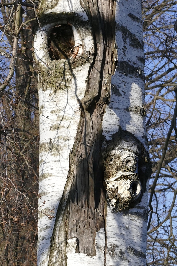 Břízák