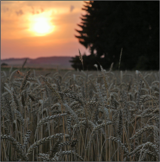 ...cena obilovin 2022??...