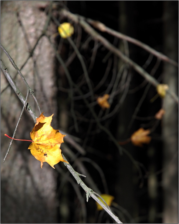 ...vzpomínka na podzim...