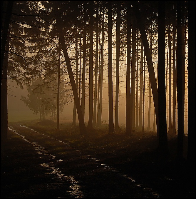 ...cesta z tmavého lesa...
