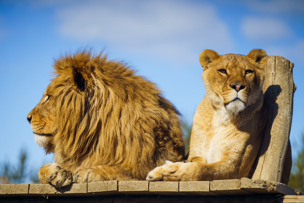 Hlava rodiny a lev, pan tvorstva, neasi