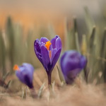 Crocus
