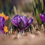 Pan a Paní Crocusovi