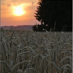 ...cena obilovin 2022??...