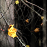 ...vzpomínka na podzim...