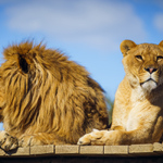 Hlava rodiny a lev, pan tvorstva, neasi