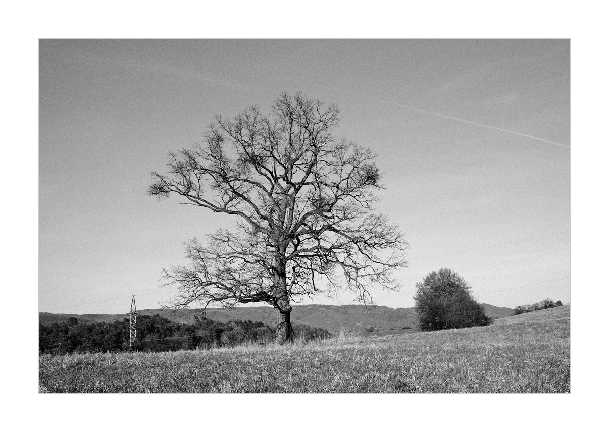 Soliter