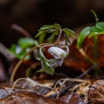 ...prokřehlý mikrosvět...