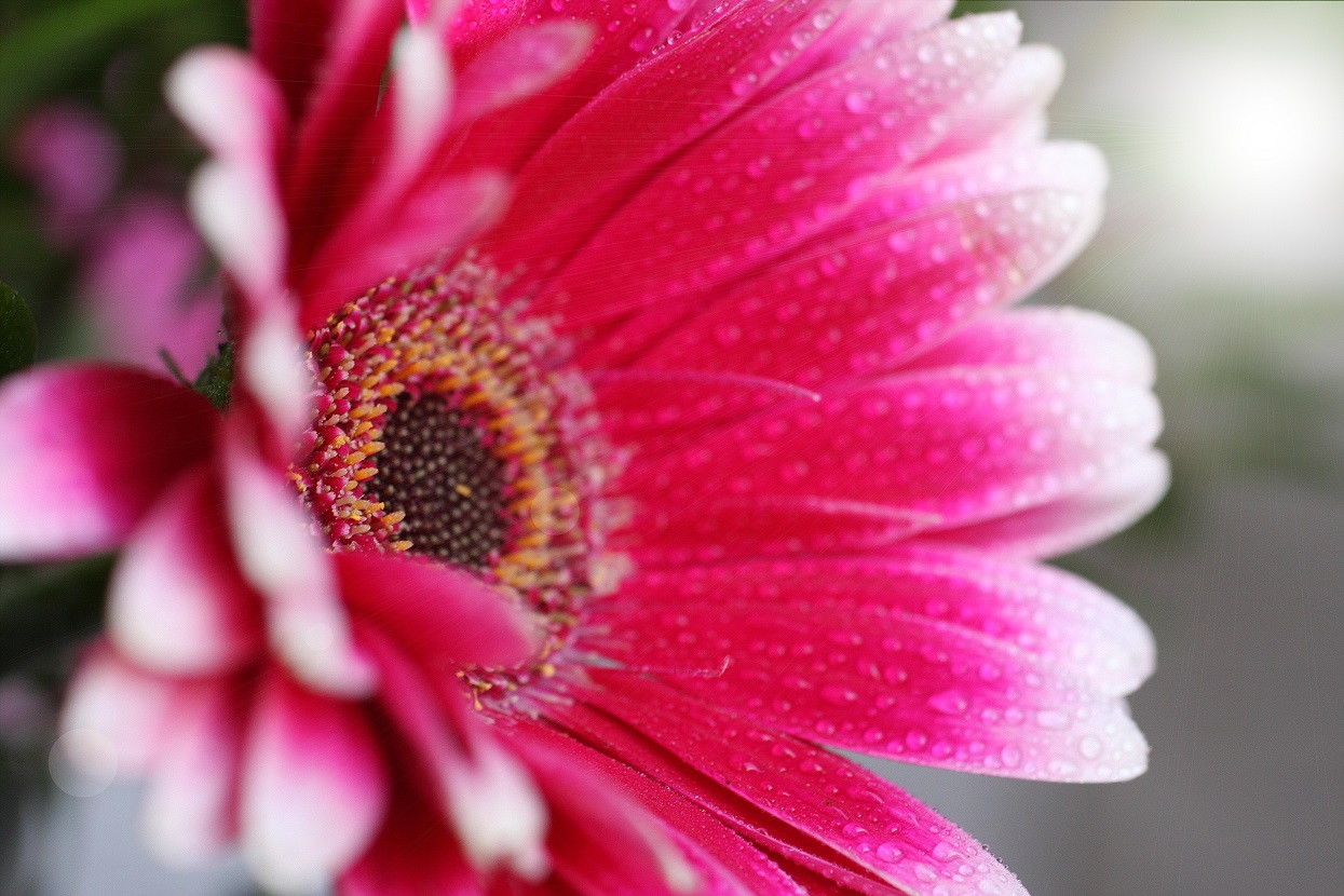 Gerbera