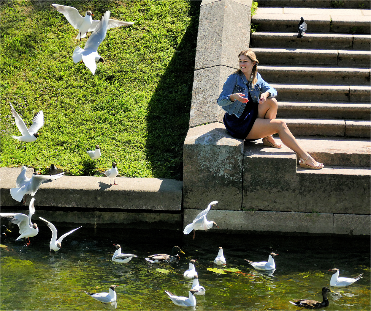 Krmení racků v Petershofu