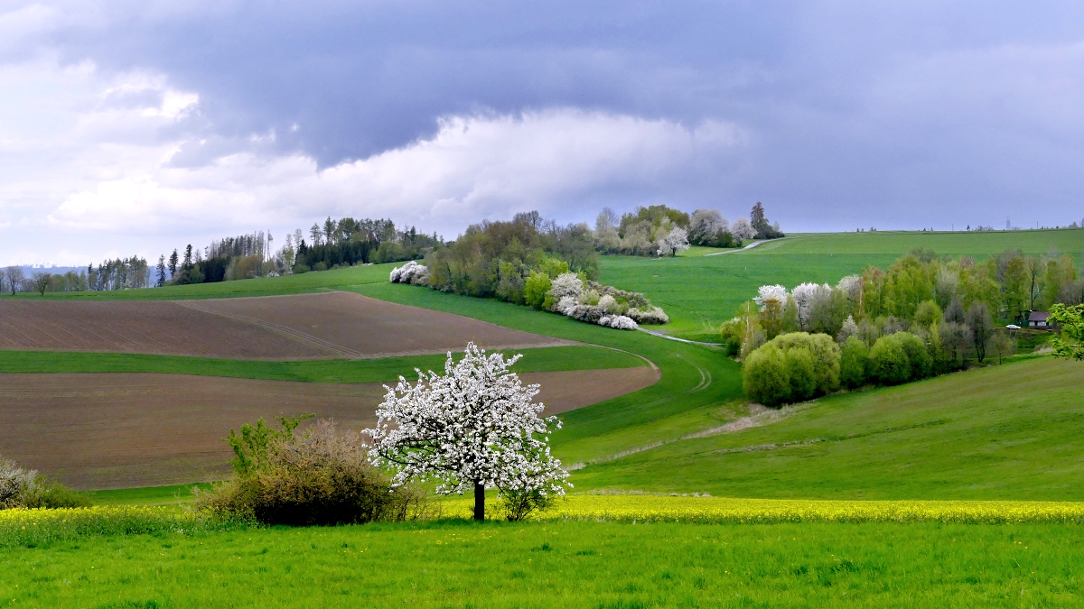 Vysočina u  Okrouhličky