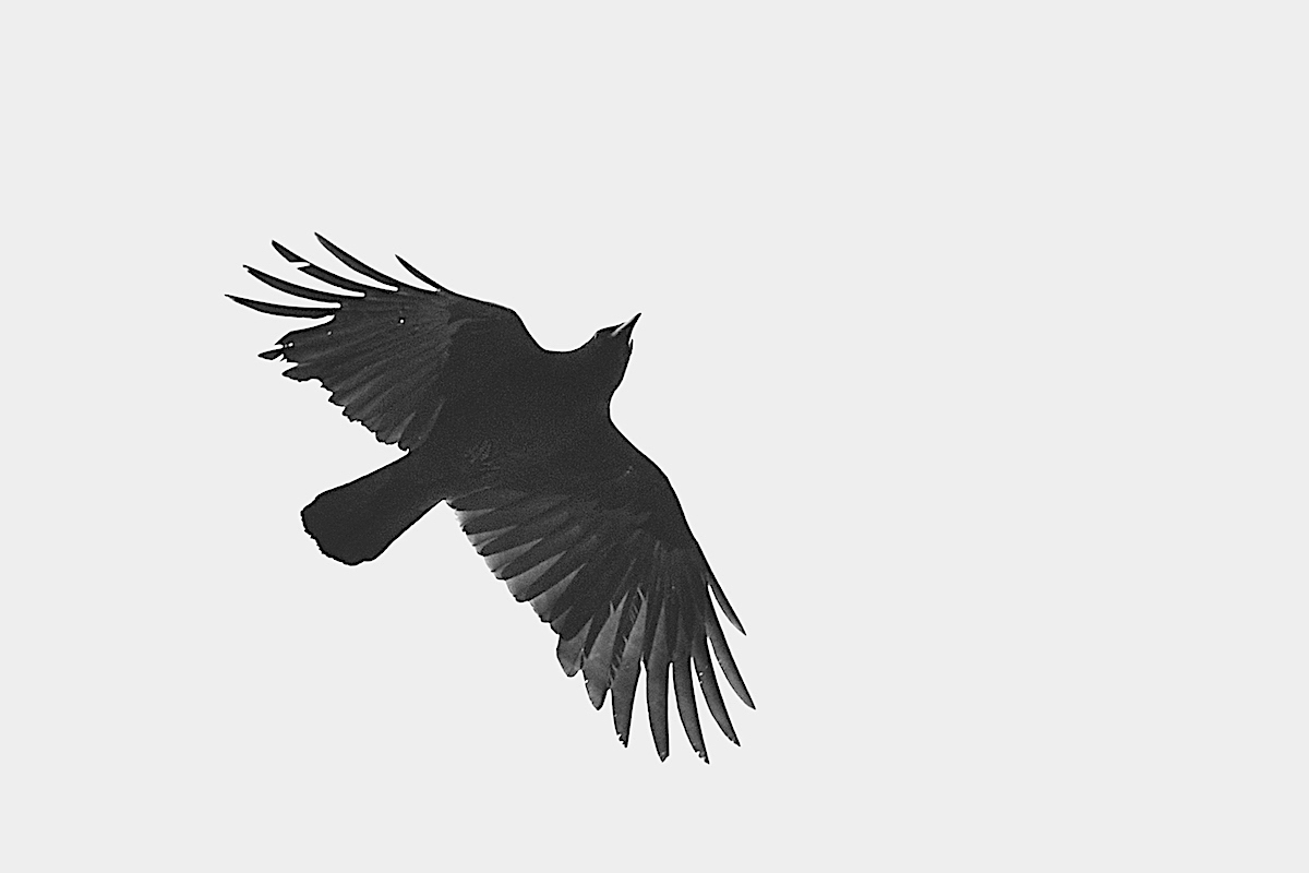 The Cunning Crow