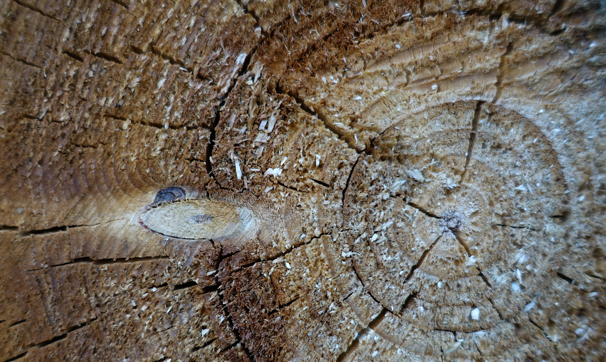 kachna a lovec, co se kamenem netrefil